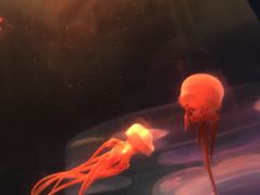 -青岛海底世界-水族馆