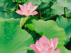 -洪湖生态旅游区