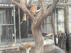 -广州动物园
