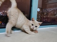 -东方名猫馆·英短金渐层布偶猫舍(环线广场1号楼店)