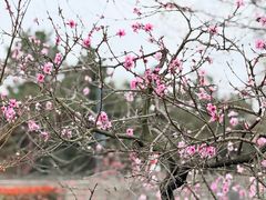 -秦始皇帝陵博物院-丽山园