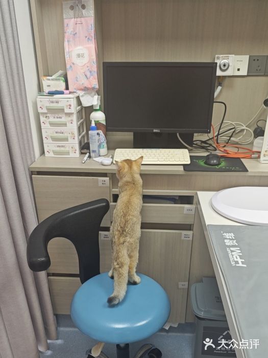 宠物星动物医院·眼科·异宠·猫科(江南大道总院)图片
