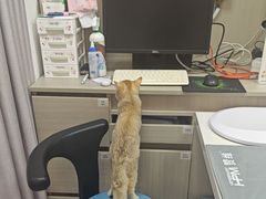 -宠物星动物医院·眼科·异宠·猫科(江南大道总院)