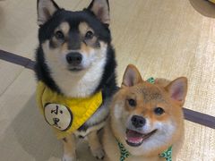 -逗柴咖啡屋·狗咖猫咖宠物桌游