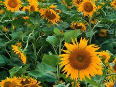 -长春公园(普阳街道)