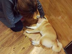 -柴务处·柴犬主题狗咖