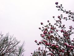 -秀丽东方