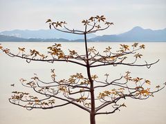 -深圳湾公园(南山区)