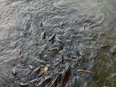 -酷鱼垂钓CLUB(朝阳区博大路店 )