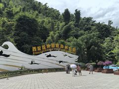 -西双版纳原始森林公园