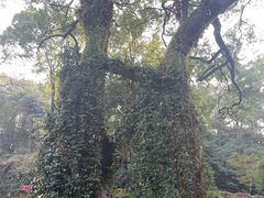 -岳麓山风景名胜区