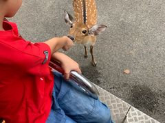 -清迈夜间动物园