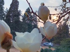 -清华大学-清芬园