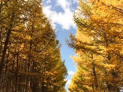 -塞罕坝国家级自然保护区