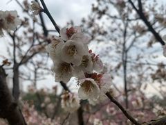 -无锡梅园公园