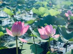 -白洋淀景区