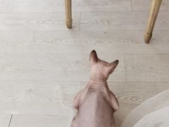 -共舞时光猫咖·狗咖(新街口店)
