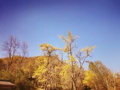 -千年银杏谷文化旅游区