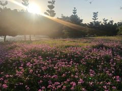 -福建鲤鱼洲酒店