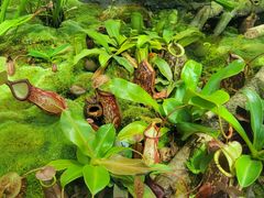 -国家植物园南园