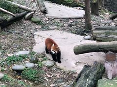 -都江堰中华大熊猫苑