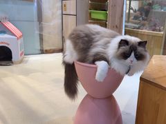 -藏猫猫咖啡主题馆(中央大道店)