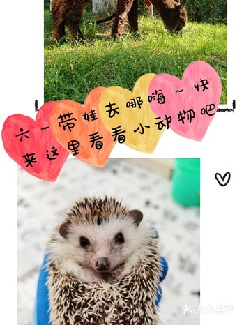 六一带娃去哪嗨～快来这里看看小动物吧～