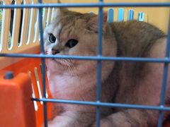 -纳吉亚猫专科动物诊疗中心(蒋宅口分院)