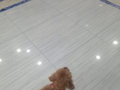 -瑞派名望24h动物医院异宠专科·猫专科·骨科·重症监护分院