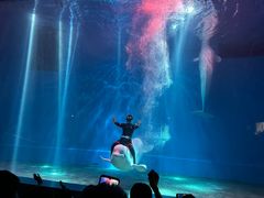 -芜湖新华联大白鲸海洋公园