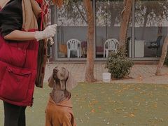 -宠物寄养训练学校