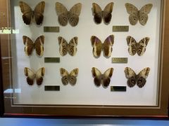 -上海昆虫博物馆