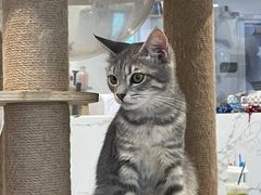 -楼上猫咖(罗湖店)