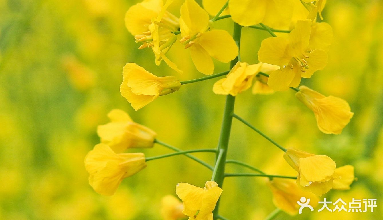 春光明媚，义乌何斯路成片的油菜花开啦