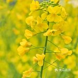 春光明媚，义乌何斯路成片的油菜花开啦