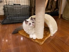 -宠爱国际动物医院·疑难骨科·心肾内科·皮肤科(太阳宫店)