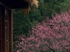 -中国茶叶博物馆(双峰馆区)