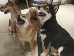 -逗柴咖啡屋·狗咖猫咖宠物桌游