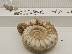 -青岛贝壳博物馆