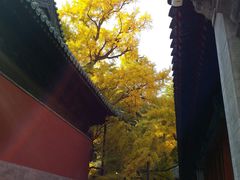 -闻道食府烙饼卷带鱼(原车耳营店原大觉寺店)