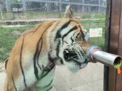 -横道河子东北虎林园