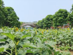-百万葵园