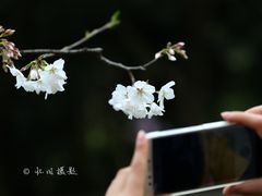 -武汉大学-樱园