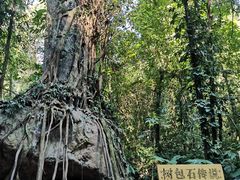 -莫里热带雨林景区