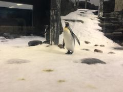 -悉尼海洋生物水族馆