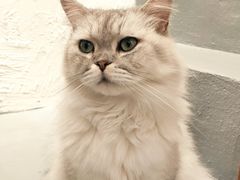 -猫友咖啡店(玉林西路店)