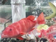 -紫阳海鲜楼·传承闽味(长乐路总店)