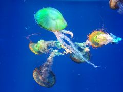 -海合安成都极地海洋公园