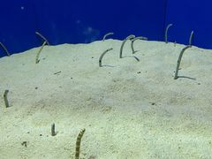 -上海海洋水族馆