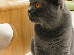 -猫和宫(六道口店)